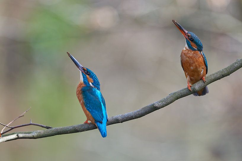 Martin-pêcheur par Martins-pêcheurs - Corné van Oosterhout