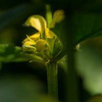 Bonte gele dovenetel V