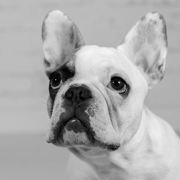 Mollie von LUNA Fotografie