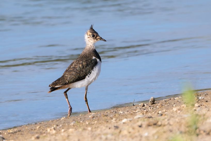 Junger Kiebitz zum ersten Mal in der weiten Welt. von Robbie Nijman