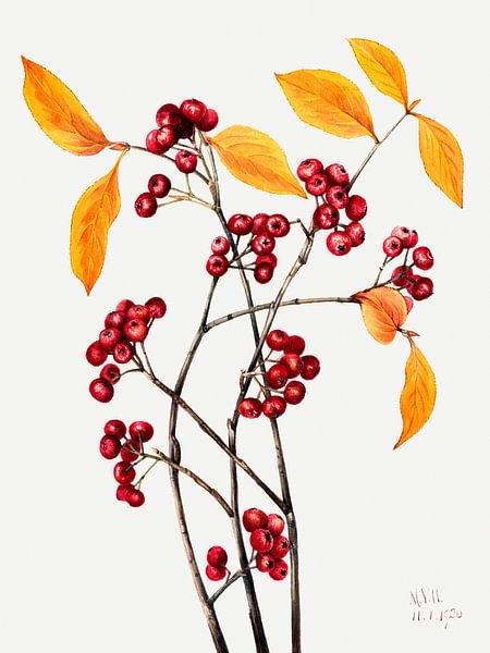 Mary Vaux Walcott - Red Berries by Old Masters