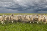 sheep, sheep, sheeps