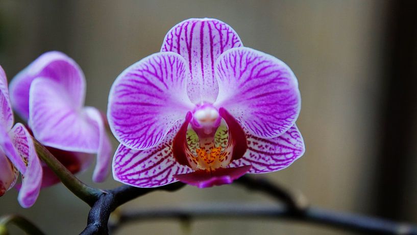 Orchidee met tak von Arjan de Kreek
