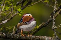 canard mandarin