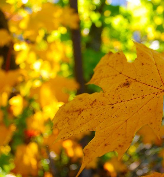 Herbstlicht von M.A. Ziehr