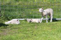 Genieten in het zonnetje