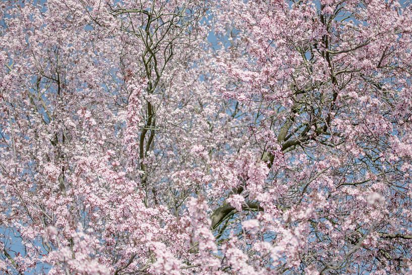 fleur de cerisier par Caroline Drijber