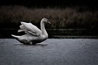 The elegant swan