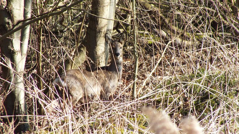 Camouflage von RD Foto's