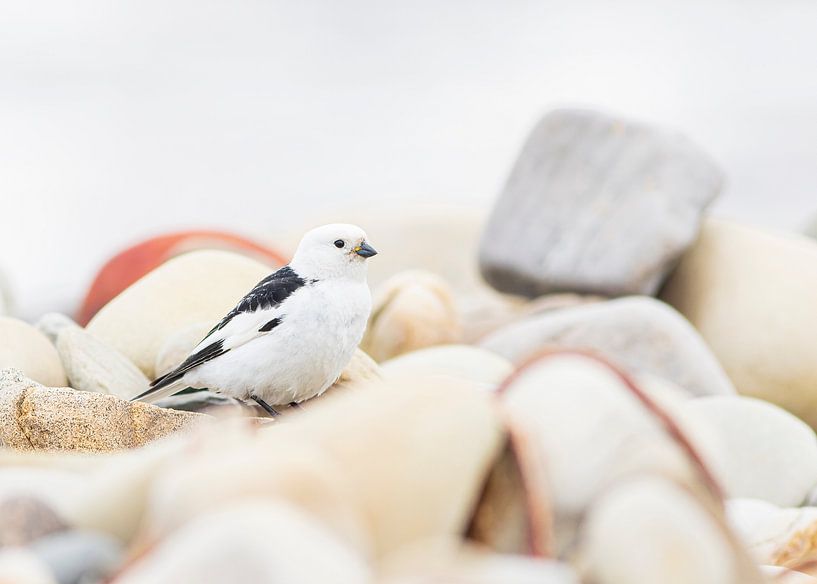 Snow bunting between the rocks by Lennart Verheuvel