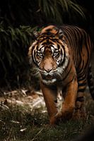 Tiger auf dem Vormarsch