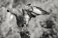 Bussard in Schwarz und Weiß