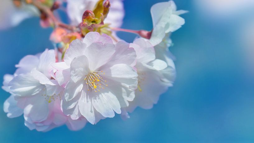 Cherry blossoms by Violetta Honkisz