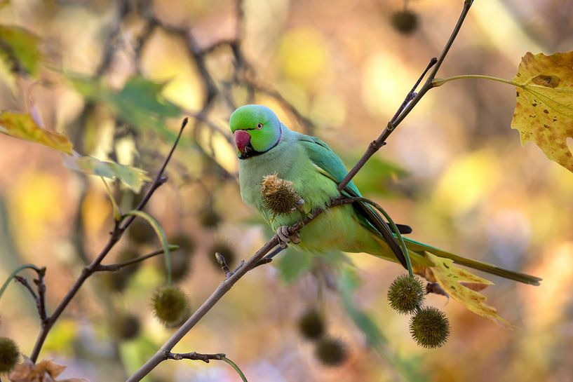 Collar parakeet by Edwin Butter