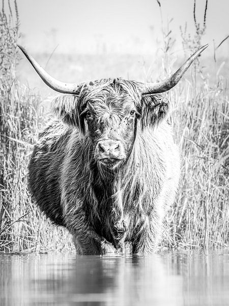 Schotse Hooglander in de Biesbosch van Judith Borremans Natuurfotografie