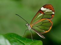 Glasvleugel vlinder - Glasswing butterfly