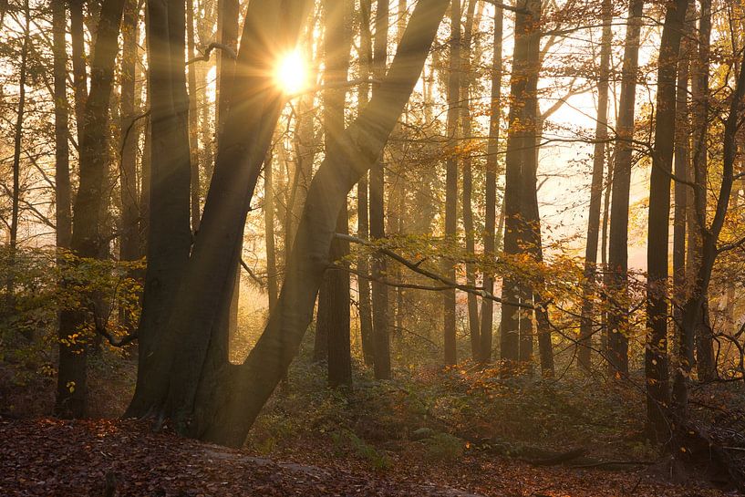Morgen in einem herbstlichen Buchenwald von Jasper Kok