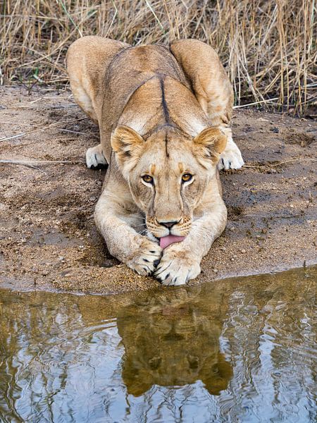 Junge Löwin wäscht am Wasser von victor van bochove