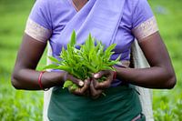 Tea Time - Fairtrade-Teeblätter Sri Lanka