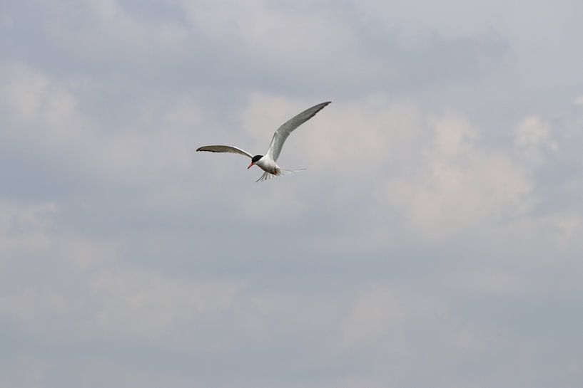 Pisces thief by Henri Bekker