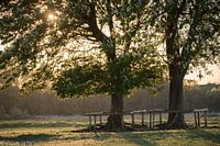 Kastanjebomen in avondlicht