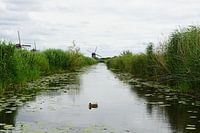 Canard à Kinderdijk