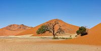 Die Dünen des Sossusvlei in Namibia