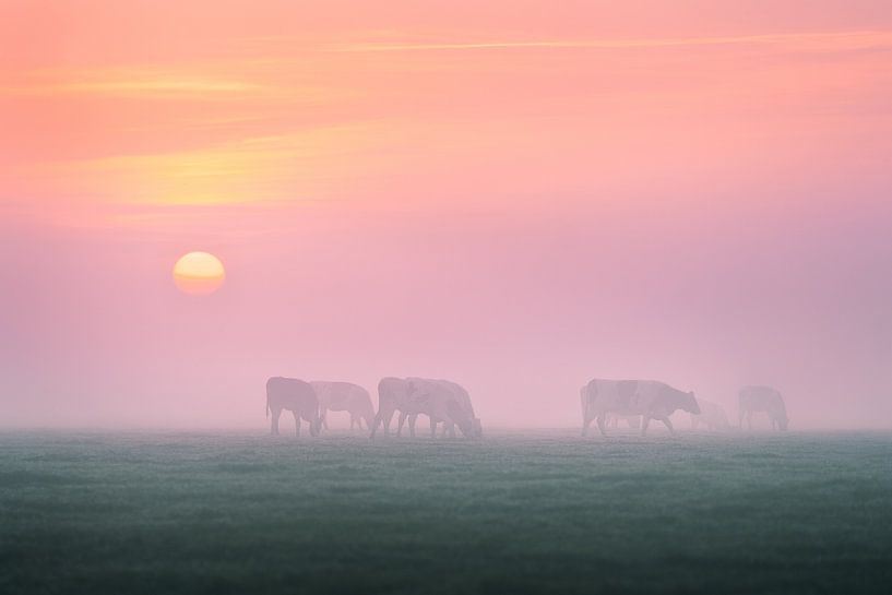 Cows in the fog | sunrise in the Netherlands | Pastel shades by Marijn Alons