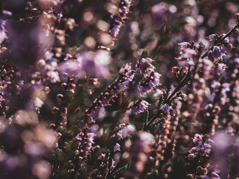 La lande de Posbank en fleurs 1 par Eleida-Fotografie