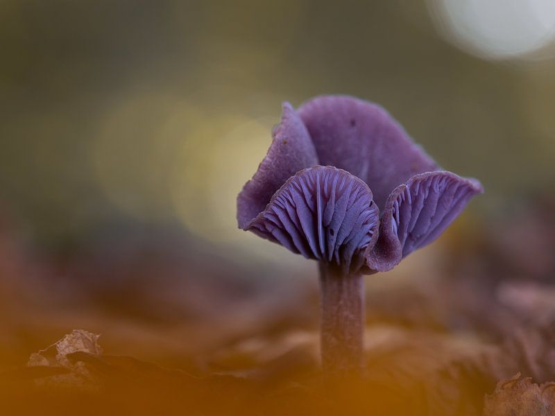 Fairytail by Jacqueline Heemskerk