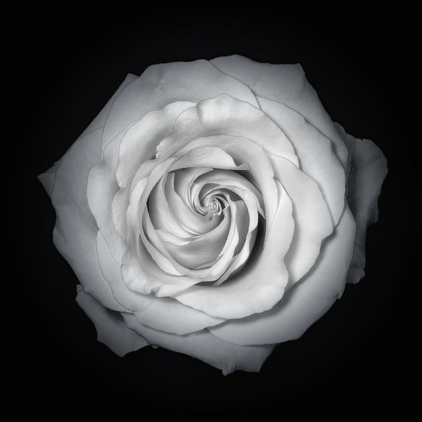 Rose black white by Anneliese Grünwald-Märkl