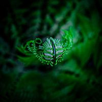 UFO: Unidentified Flora Object