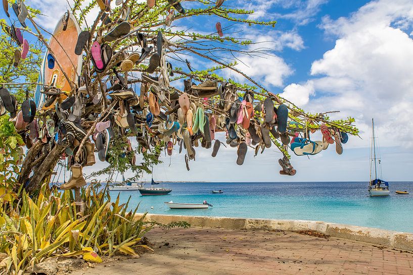 Baum mit Pantoffeln in der Landschaft auf dem Boulevard in Kralendijk auf Bonaire von Ben Schonewille