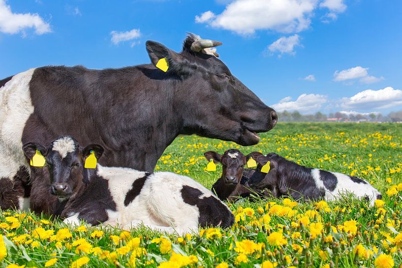 Mother cow with newborn calves lying in dutch pasture with yellow dandelions by Ben Schonewille