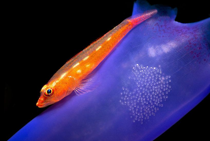 Toothy goby by Filip Staes