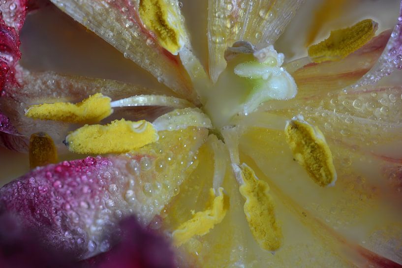 Heart of peony by Huub Westendorp