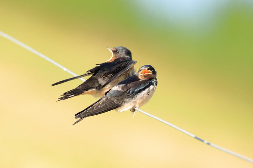 Schwalben von Rinnie Wijnstra (FotoAmeland )