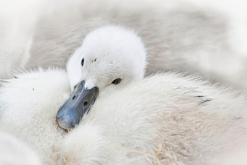 Cygnet Ruhe. schwarz und weiß von Rietje Bulthuis