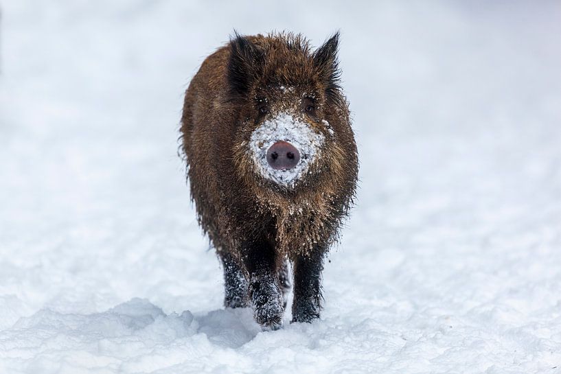 Wildschwein  im Winter von Dieter Meyrl