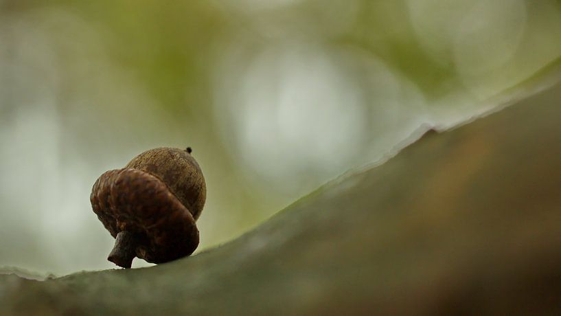 Stilleven von Dick Vermeij