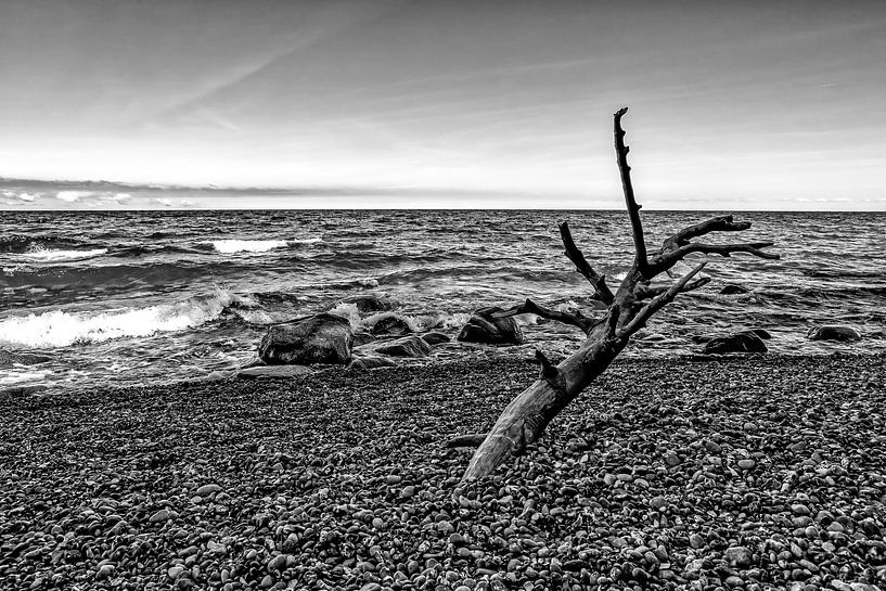 Driftwood on the beach by Frank Herrmann