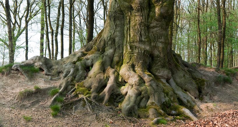 Beuk. van Wim van der Ende