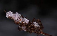 Neige à moitié fondue sur une branche effacée