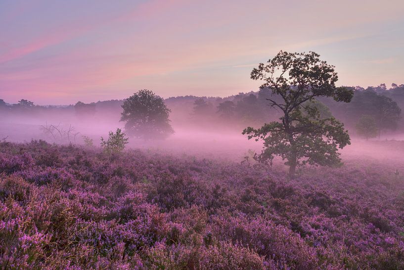 In a purple haze par Francois Debets