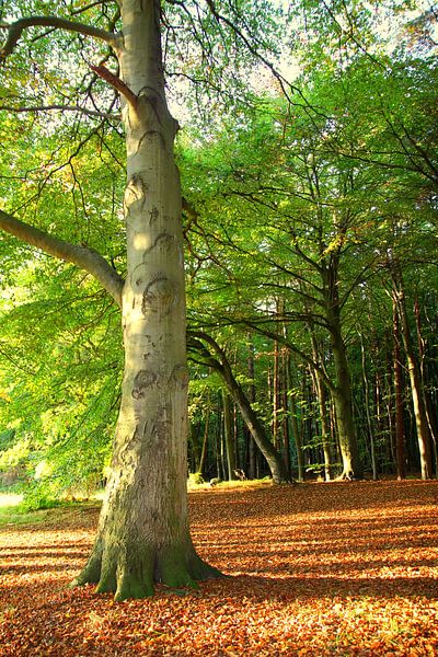 October beech by Ostsee Bilder