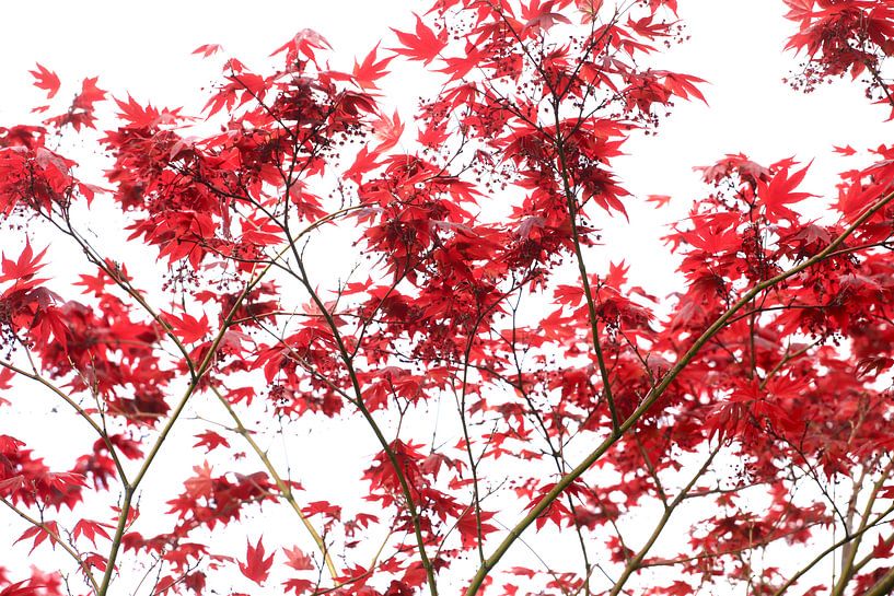 Fan Maple by Thomas Jäger