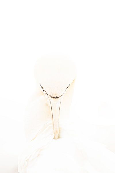 Tölpel putzt Federn von Nanda Bussers