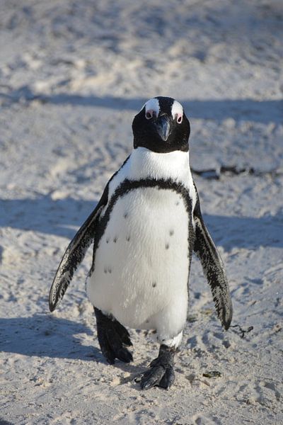 Cheeky Penguin at Boulders Beach, Cape Town, South Africa by My Footprints