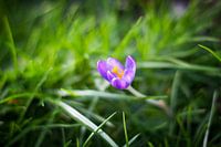 The lonely crocus