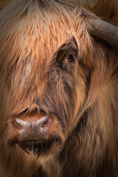 Schottischer Highlander von Karel Ton